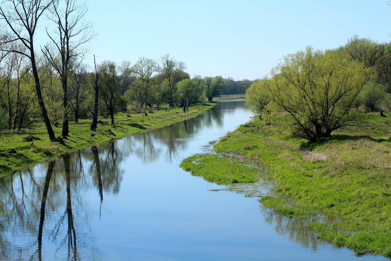 Śnięte ryby w Odrze. Urząd Miejski w Żaganiu reaguje